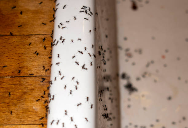 Best Wildlife Control Services  in Dale, IN